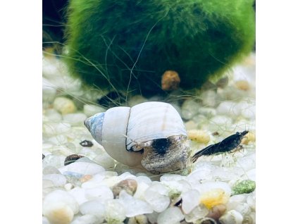 Filopaludina martensi