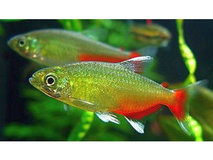 Tetra Rathbunova| Aphyocharax rathbuni