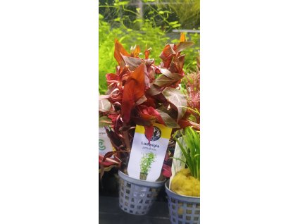 Ludwigia peruensis / Zakucelka žláznatá