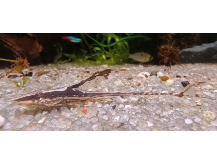 Sturisoma zlatá / Sturisoma aureum