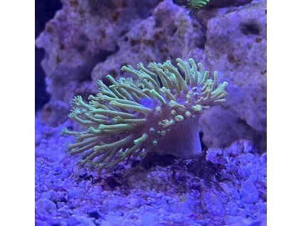 Sarcophyton sp. green