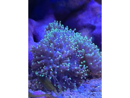 Rhodactis indosinensis