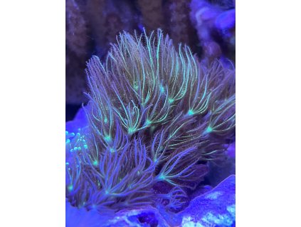 Pachyclavularia violacea