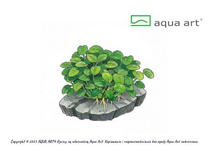 Anubias barteri 'Mini Coin'