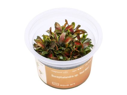 Bucephalandra sp. 'Red Mini'
