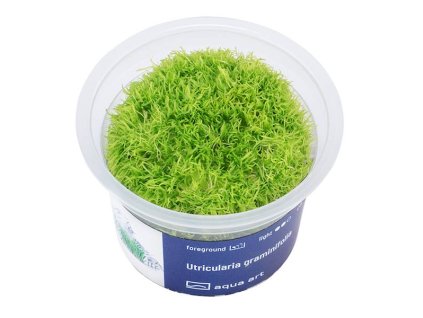 Utricularia graminifolia