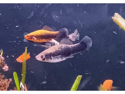 Mečovka mexická| Xiphophorus helleri