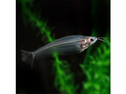 Sumeček průsvitný / Kryptopterus vitreolus