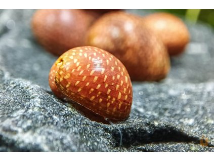 Clithon sp. Pink Lady