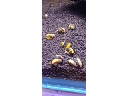 Clithon sp. Yellow Lady