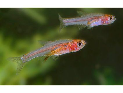 Razbora axelrodova | Rasbora axelrodi