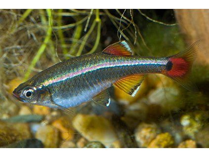 Kardinálka čínská |Tanichthys albonubes