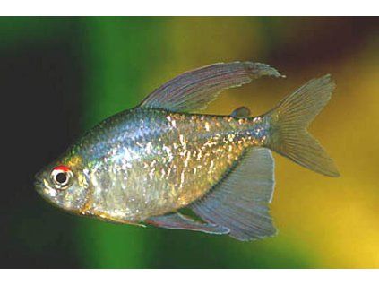 Tetra diamantová / Moenkhausia pittieri - samec
