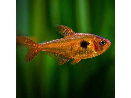 Red Phantom Tetra Hyphessobrycon sweglesi