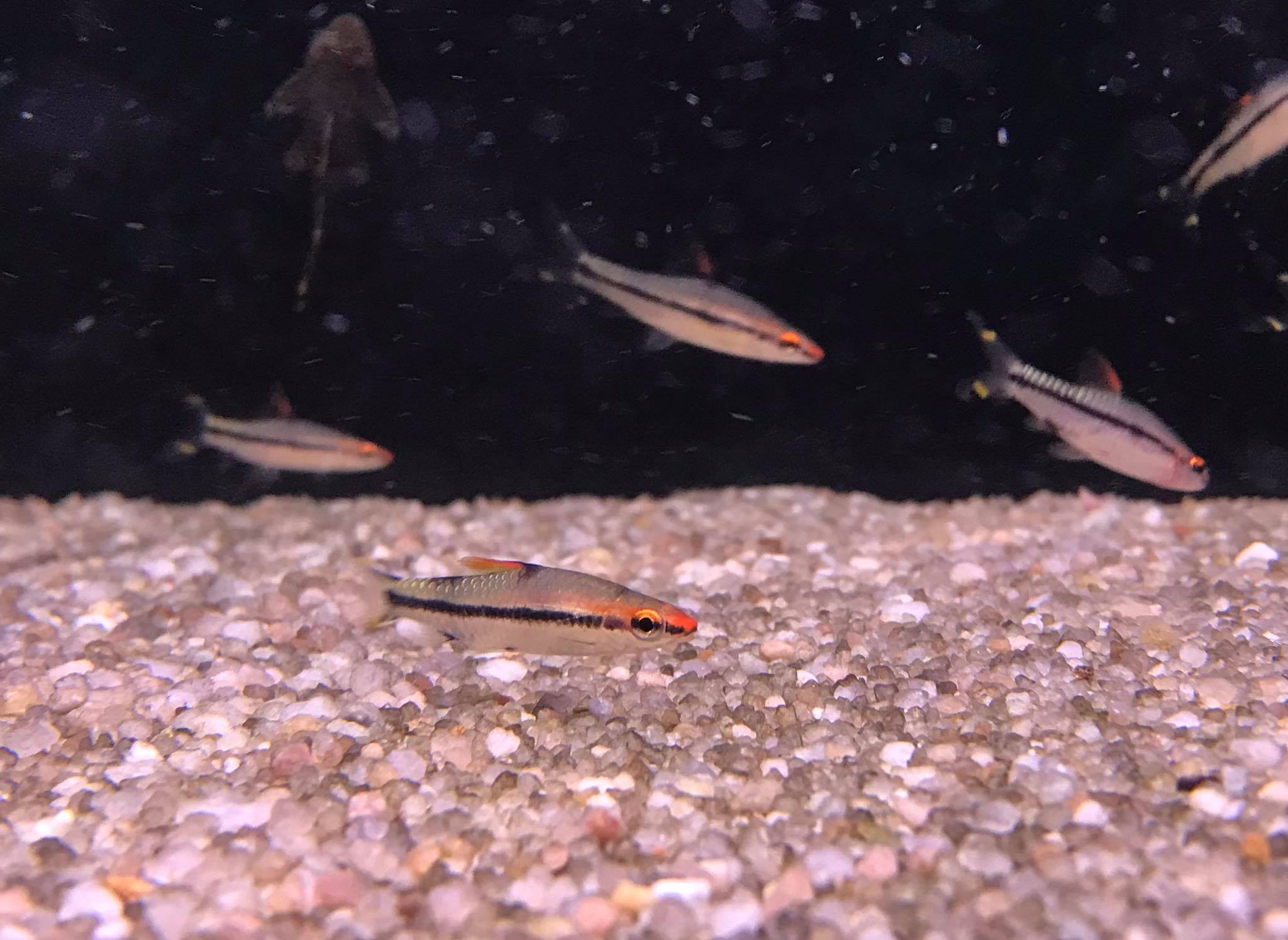 Parmička Denisonova Sahyadria denisonii 3DAkvaria.cz