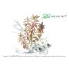 5300 Hygrophila polysperma Sunset Aqua Art