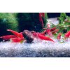 Krevetka Super Red | Neocaridina davidi var. Sakura - Super red