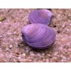 Korbikula jávská fialová | Corbicula javanicus purple