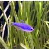 Tetra královská Super blue | Inpaichthys kerri super blue