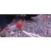 Krevetka Red Rilli  | Neocaridina Davidi Red Rilli
