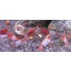 Krevetka Red Rilli  | Neocaridina Davidi Red Rilli
