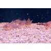 Pancéřníček sterbův | Corydoras sterbai
