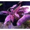 Cryptocoryne flamingo