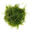 Taxiphyllum sp. 'Spiky moss'