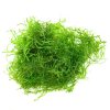 Leptodictyum riparium "Stringy Moss"