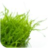 Leptodictyum riparium "Stringy Moss"