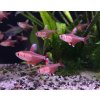 Tetra ozdobná | Hyphessobrycon rosaceus White fin