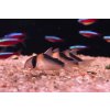 Pancéřníček oranžovoskvrnný | Corydoras duplicareus