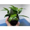 Anubias congensis XL