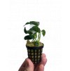 Anubias nana 'Petite'