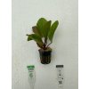 Echinodorus Ozelot red
