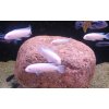 Tlamovec Socolofův "albino"/ Pseudotropheus socolofi "albino"