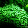 Hydrocotyle tripartita japan / Pupečník trojdílný