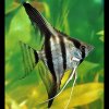 Skalára amazonská | Pterophyllum scalare