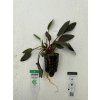 Cryptocoryne wendtii `Brown`