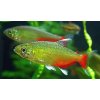 Tetra Rathbunova| Aphyocharax rathbuni