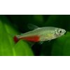 Tetra Rathbunova| Aphyocharax rathbuni