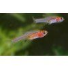 Razbora axelrodova | Rasbora axelrodi