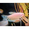 Čichavec šedý – "stříbrný" | Trichopodus trichopterus 'silver'