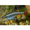 Kardinálka čínská |Tanichthys albonubes
