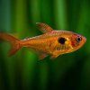 Red Phantom Tetra Hyphessobrycon sweglesi