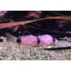 Pancéřníček panda | Corydoras panda