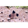 Pancéřníček panda | Corydoras panda