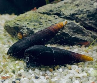 New snails in stock 👀🔥🔥🐌