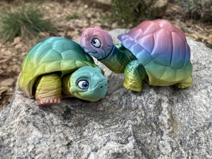 Suchozemská želva M