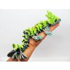 mlada imeloveho draka Baby Mistletoe Dragon (6)